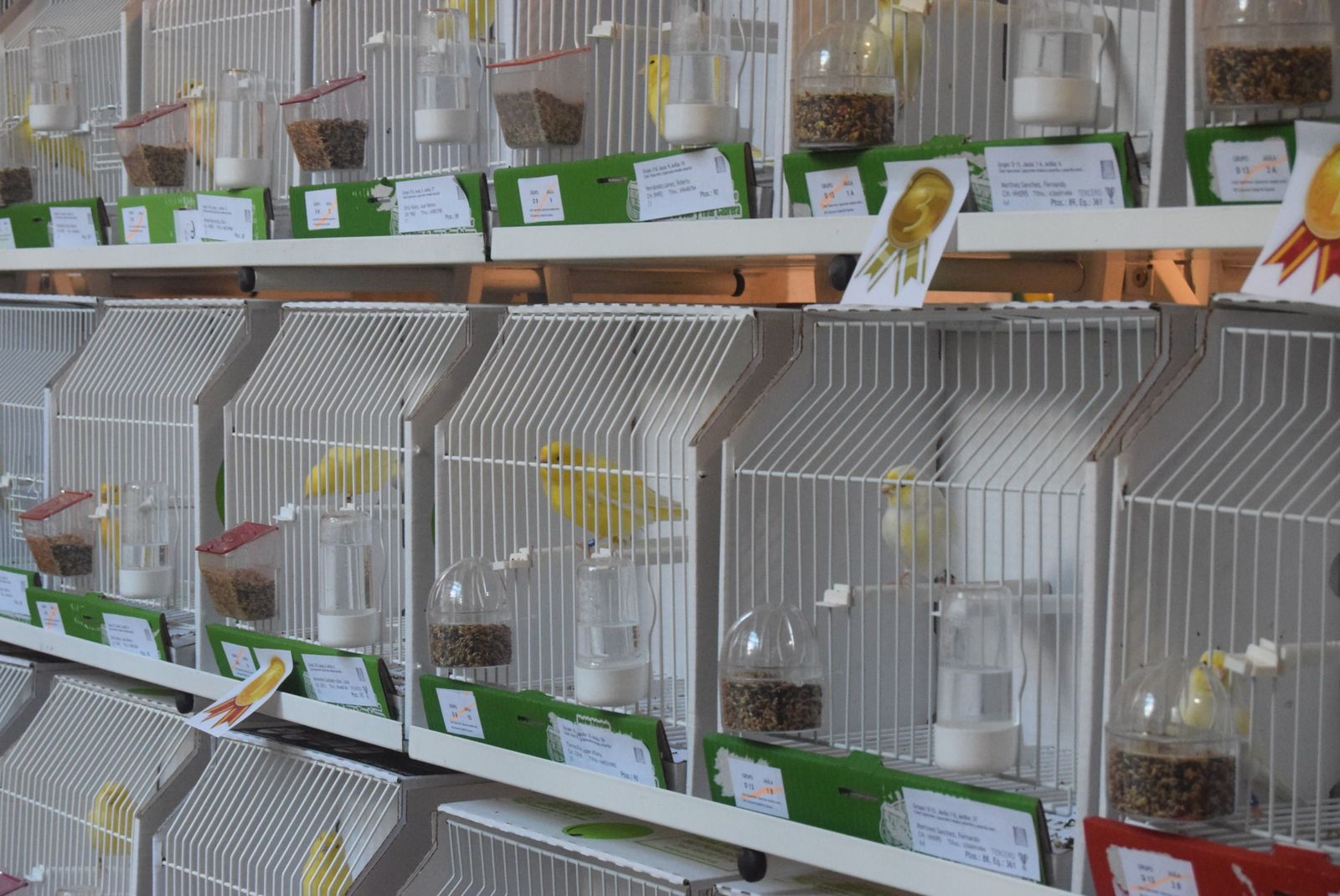 exposicion-ornitologica-en-el-colegio-universitario-23