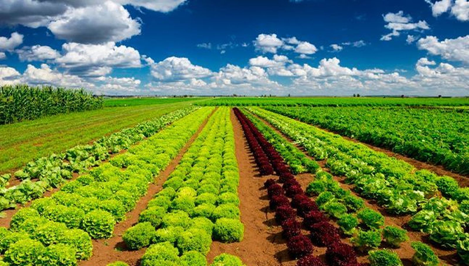 Foto del campo de Salamanca