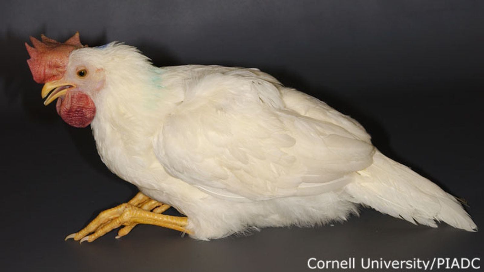 Ave afectada por gripe aviar