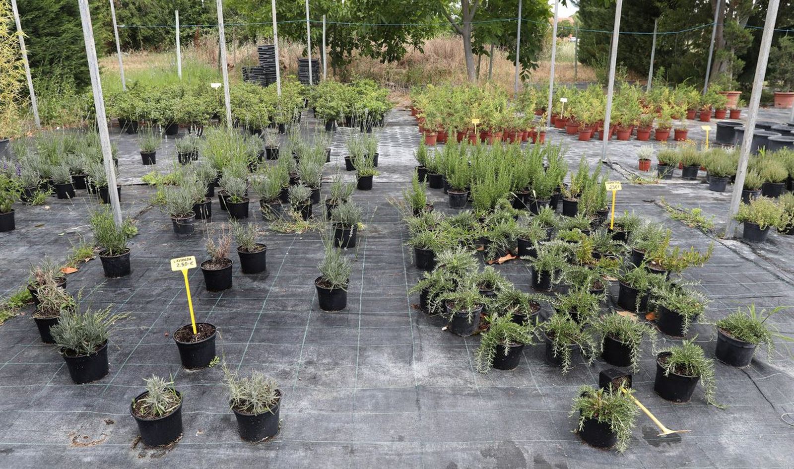 Plantas aromáticas contra los insectos ICAL