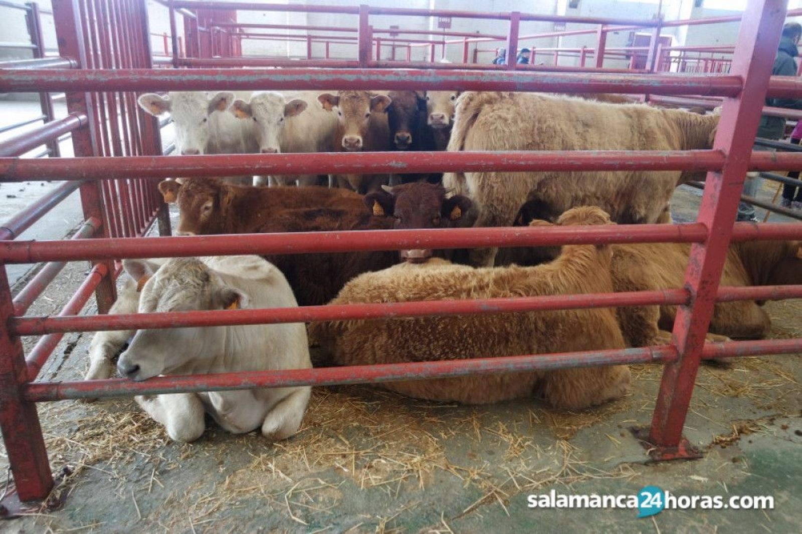 Así fue la Lonja de Salamanca el 26 de abril: Precios estables para los cereales, caen los terneros, vuelve a subir el ibérico
