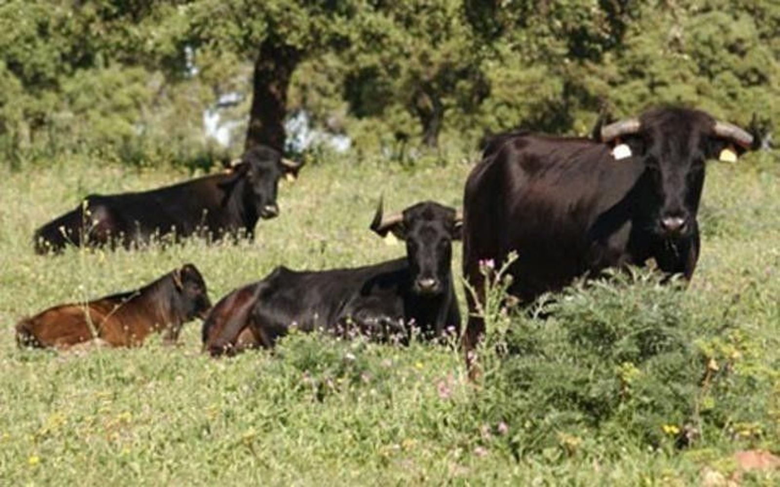 La Lonja registra un aumento de precio de las vacas