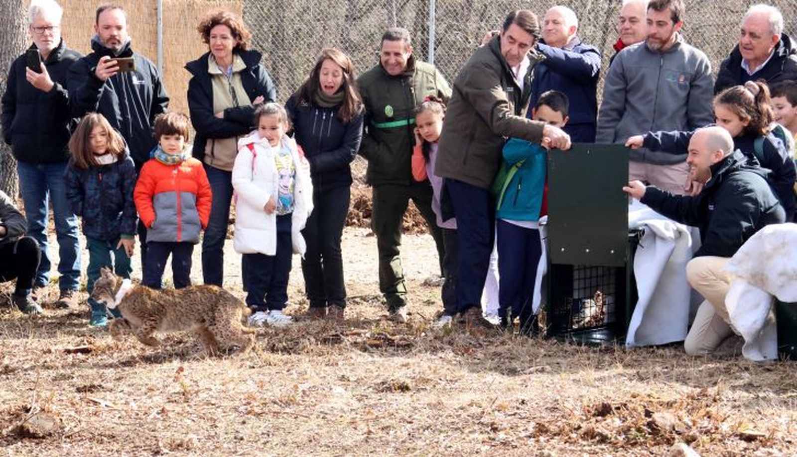 Suelta de linces ibéricos en Palencia 