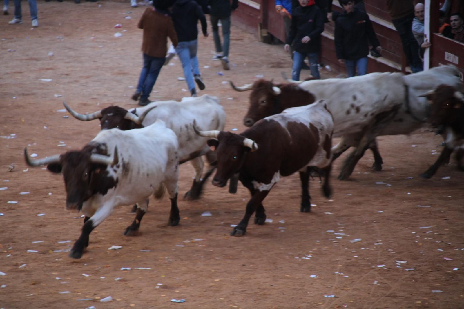 encierro-mansos-carnaval-del-toro-5