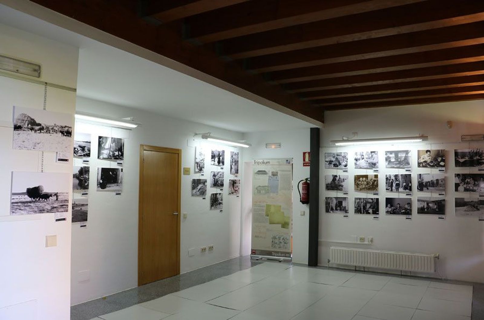 Tripalium fermoselle