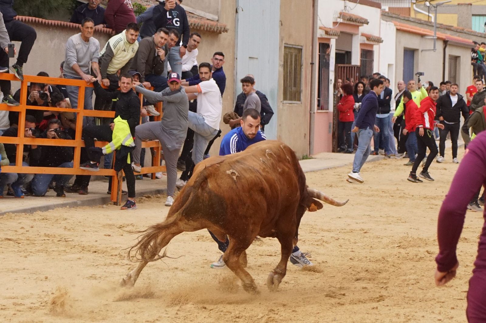 Villoria, toro del Voto