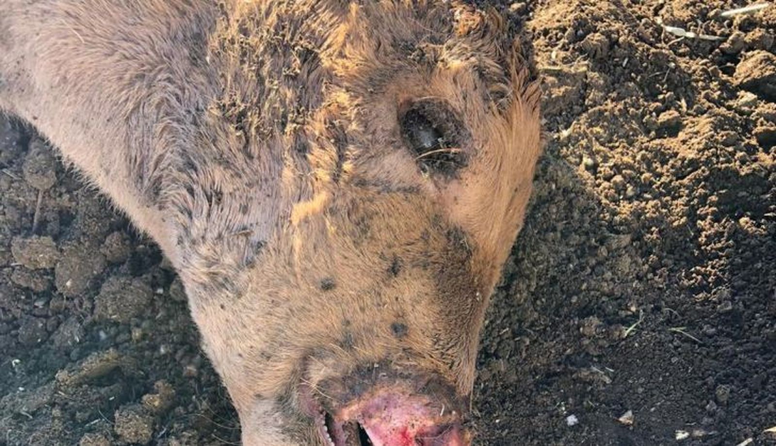 Ataque de meloncillo a un ternero