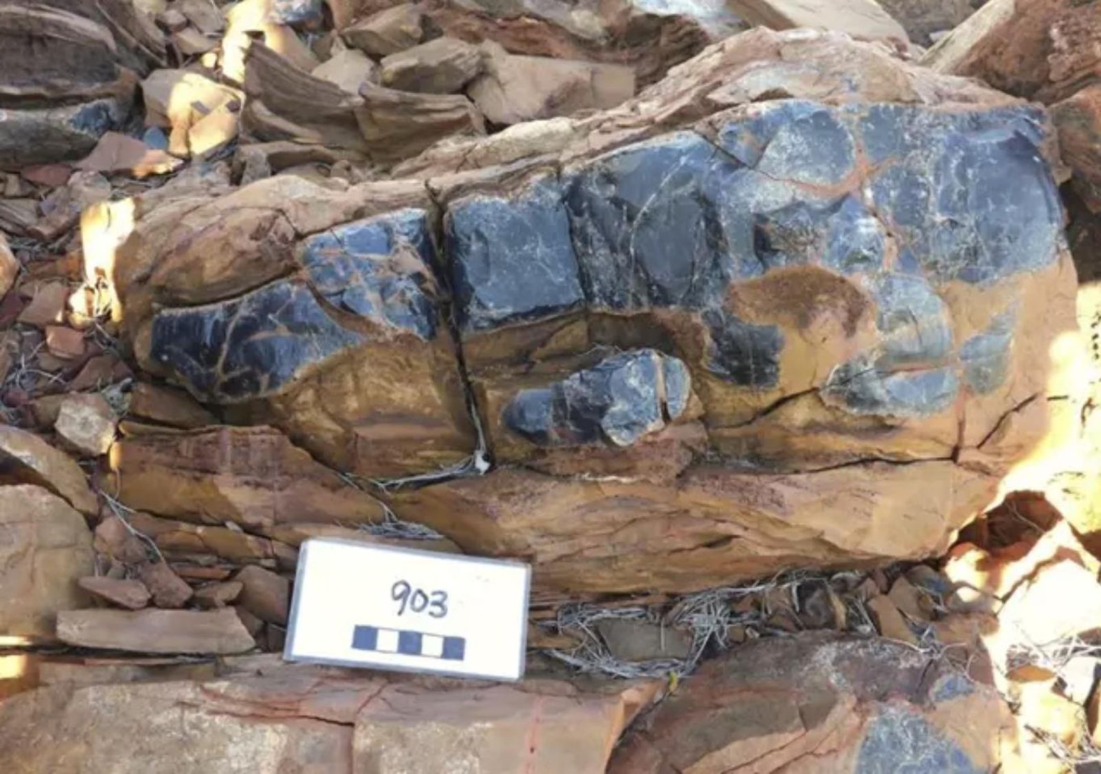 Microfosiles EP - Erica Barlow