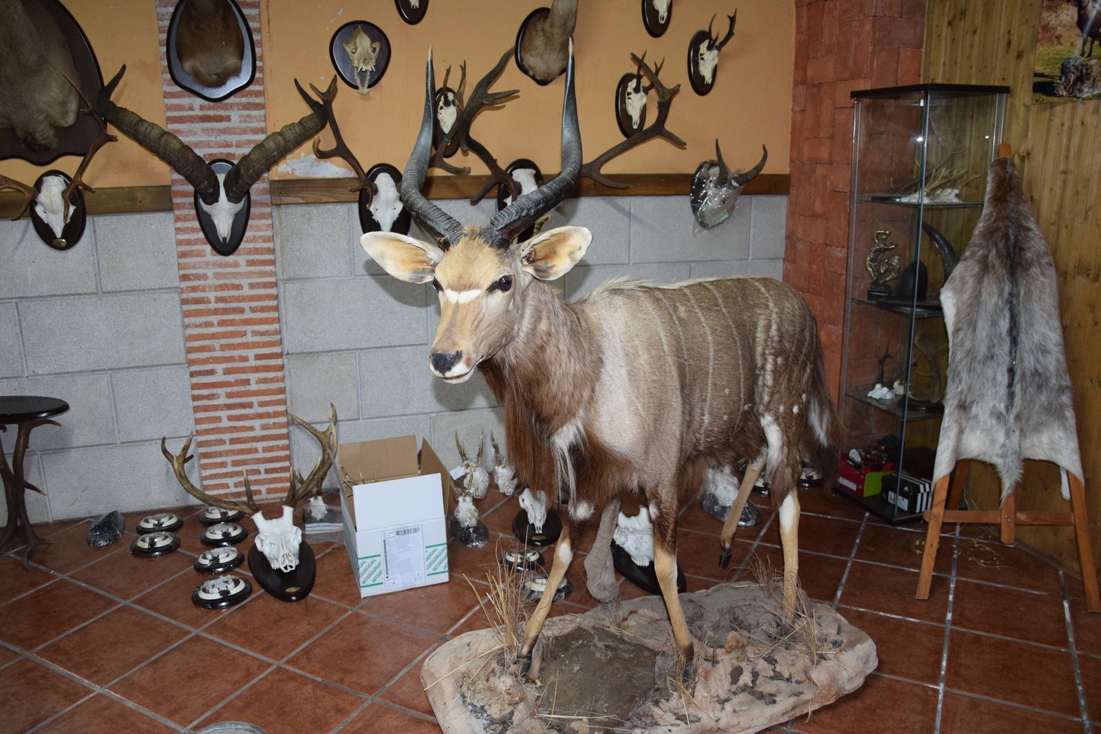 taxidermia-en-salamanca-31