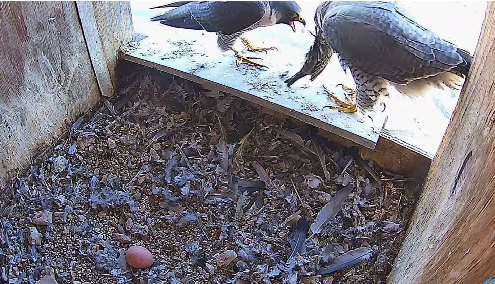 Un nuevo macho de halcón peregrino en Zamora