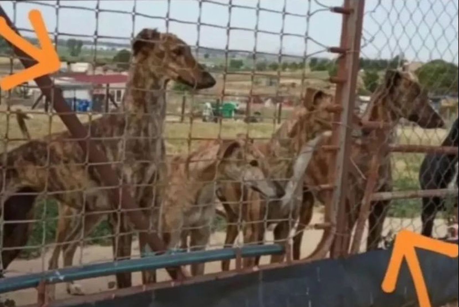 Robo de galgos en Coreses.