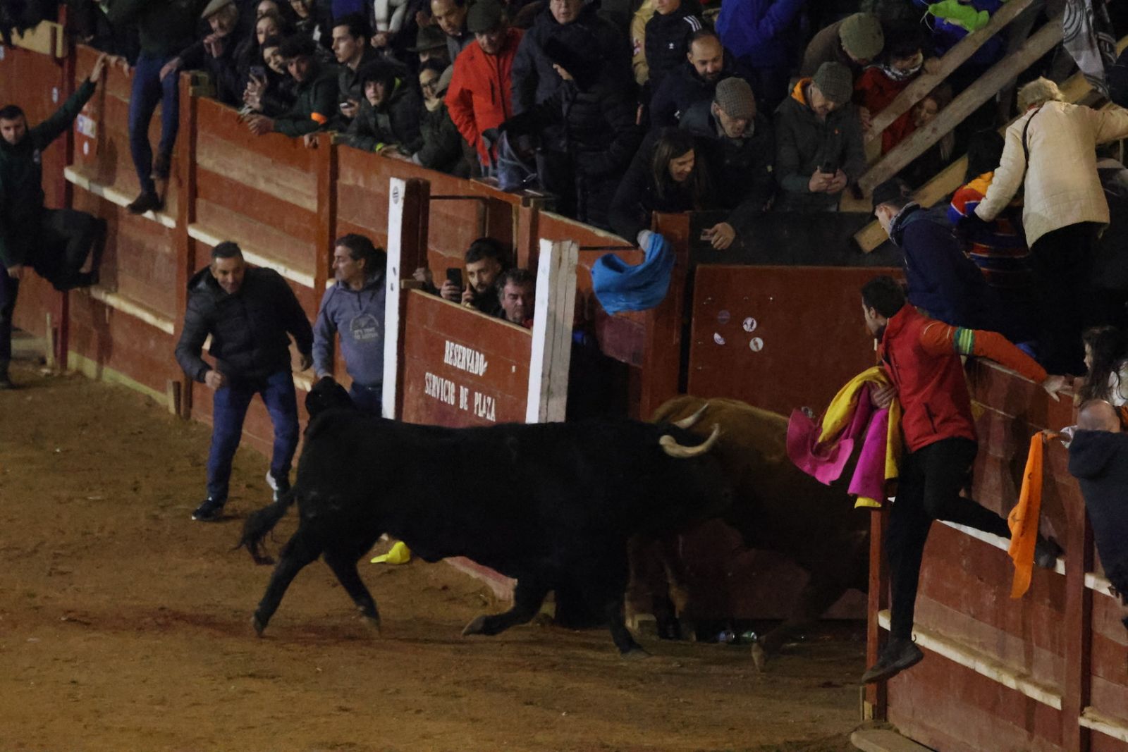 Desencierro de sábado tarde en el Carnaval del Toro de Ciudad Rodrigo