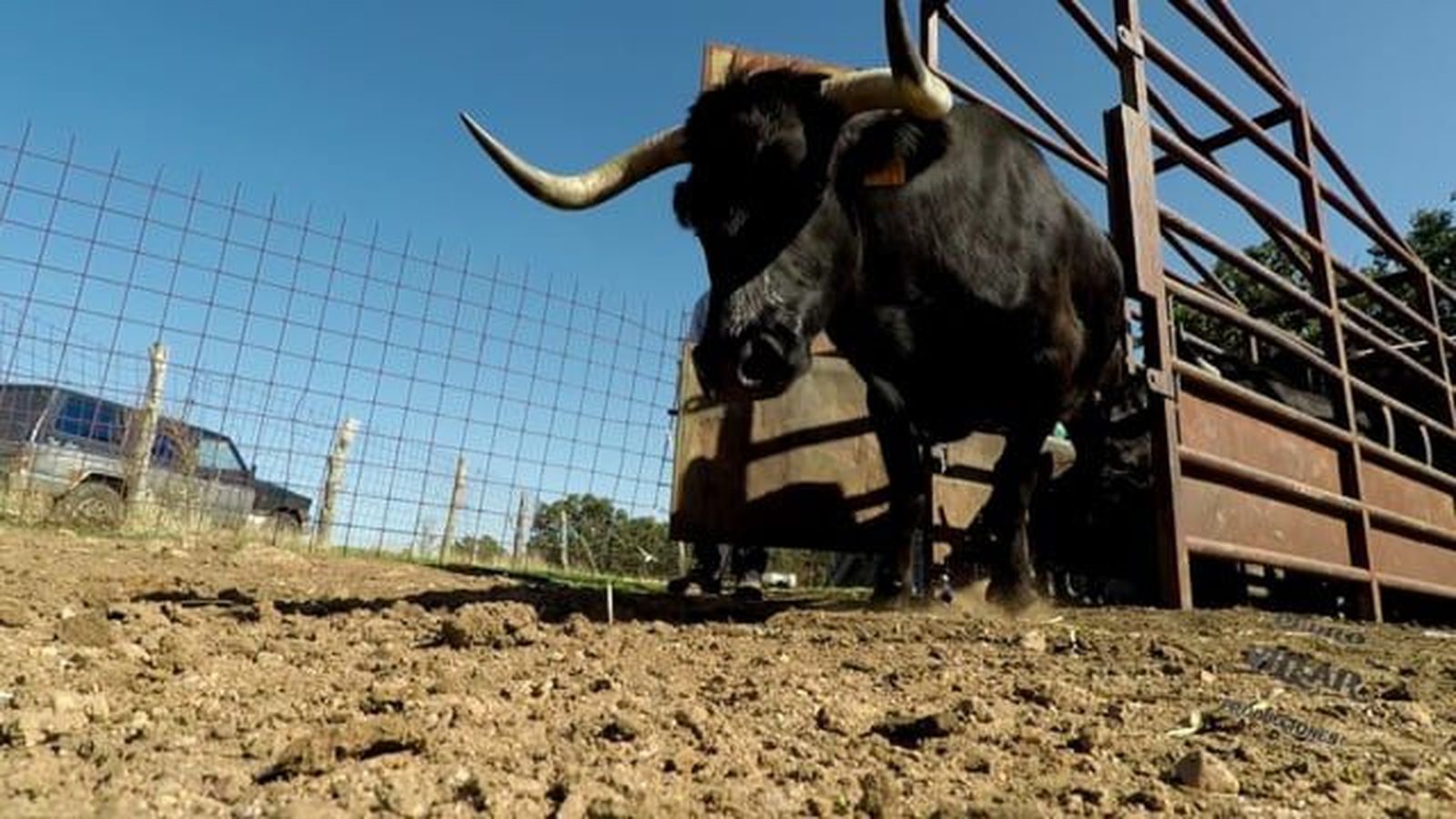 Saneamiento vacuno. Foto de archivo