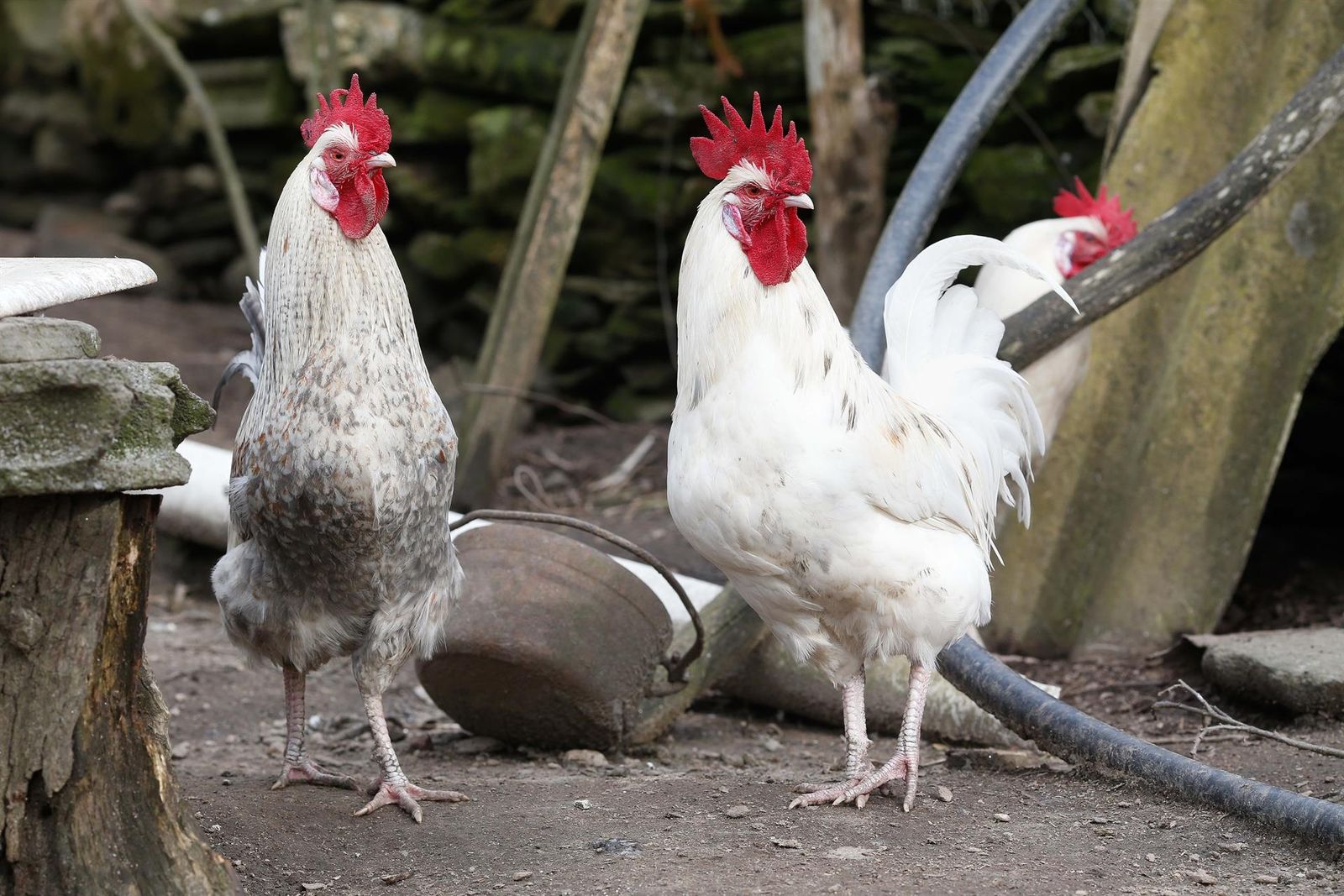 Archivo - Tres gallos en un corral. - Carlos Castro - Europa Press - Archivo Archivo - Tres gallos en un corral. - Carlos Castro - Europa Press - Archivo