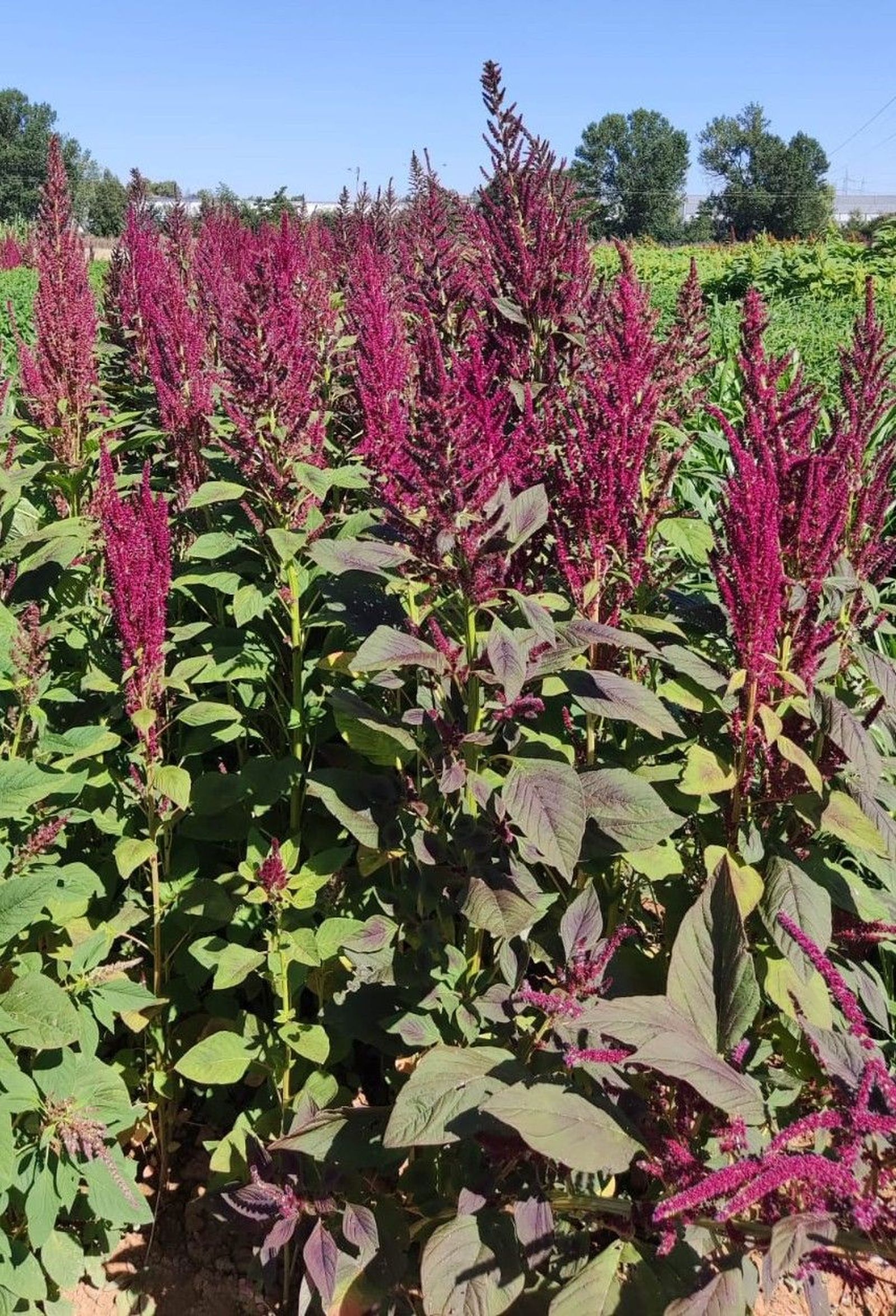 Amaranto. Imagen Pablo Albertos