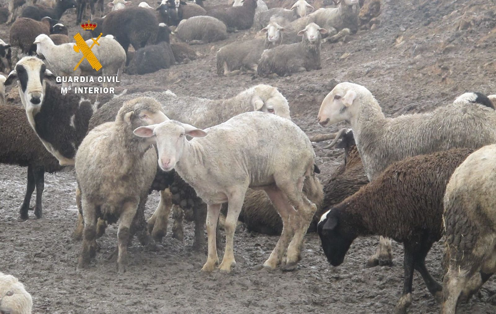 Animales maltratados en Aliste