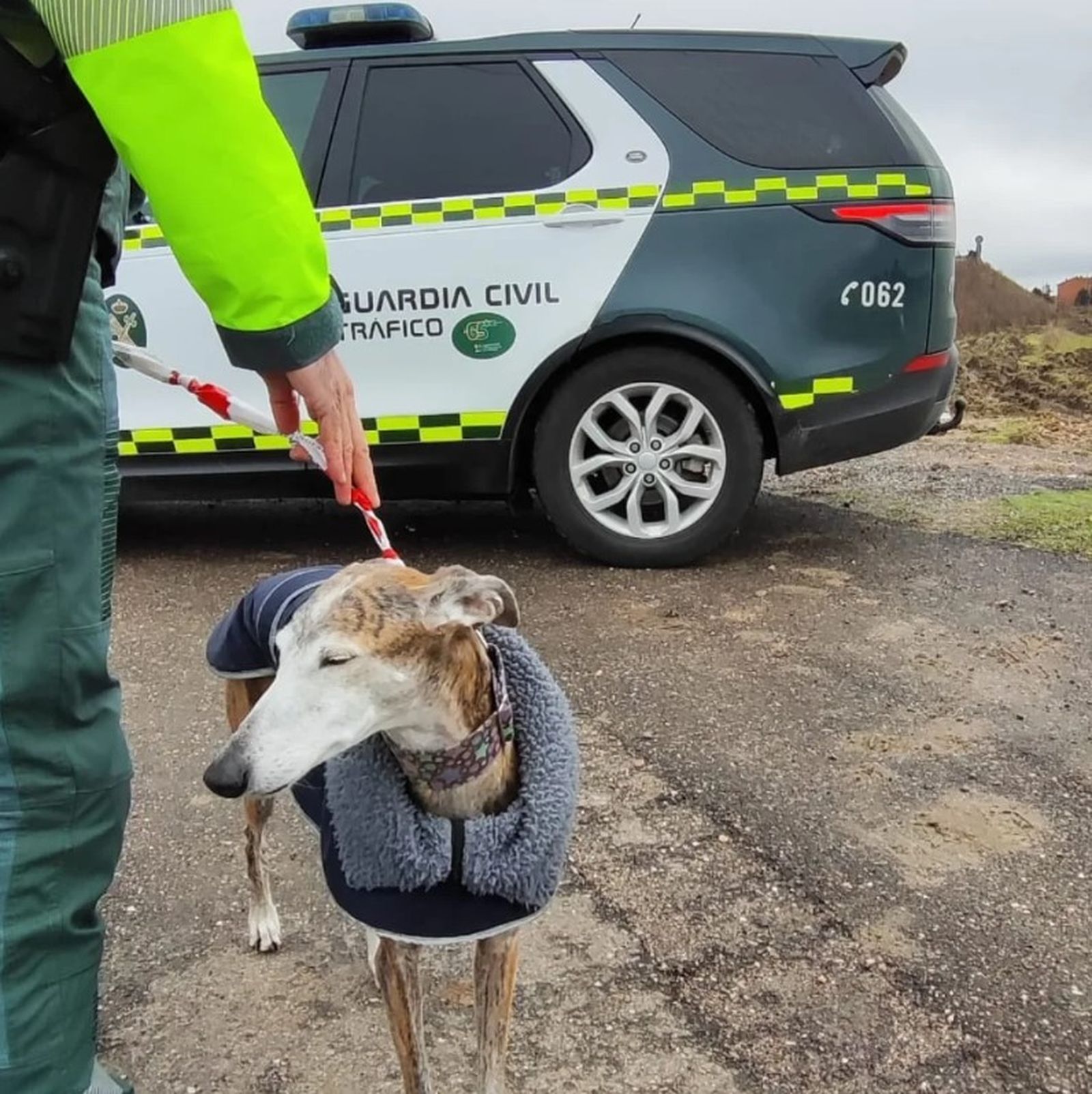 La Guardia Civil salva a un galgo perdido en la A-62
