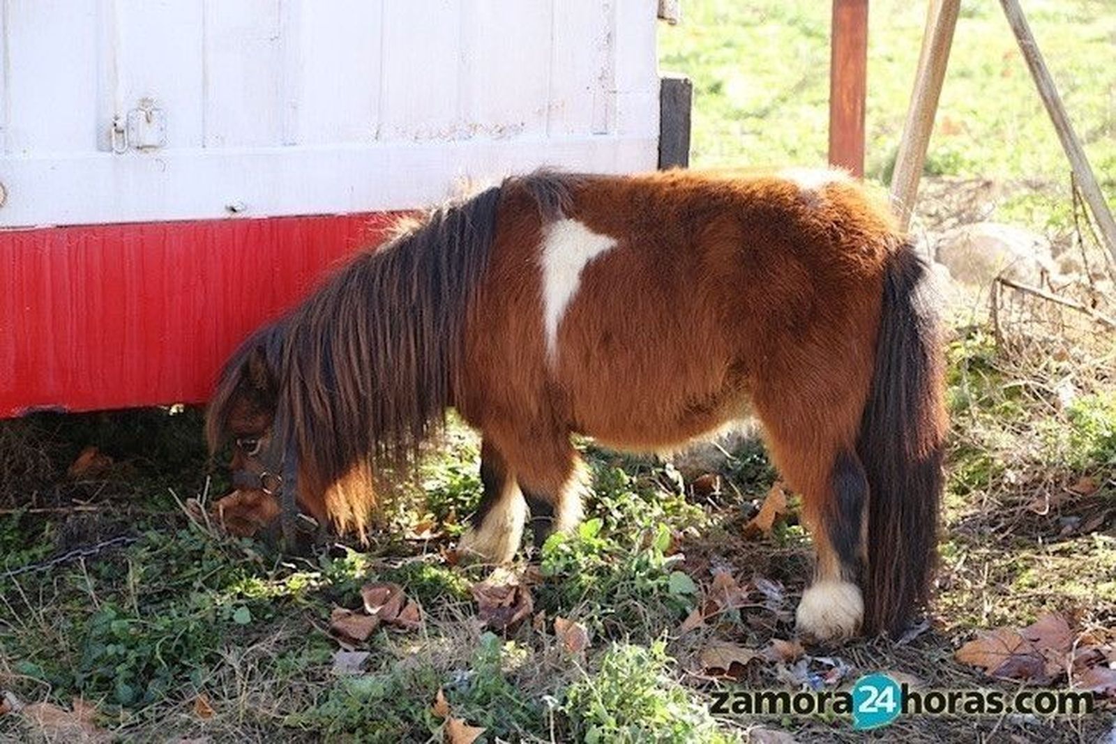 DAZ denuncia el estado en el que viven un gato, un poni y dos perros del circo instalado en Pinilla