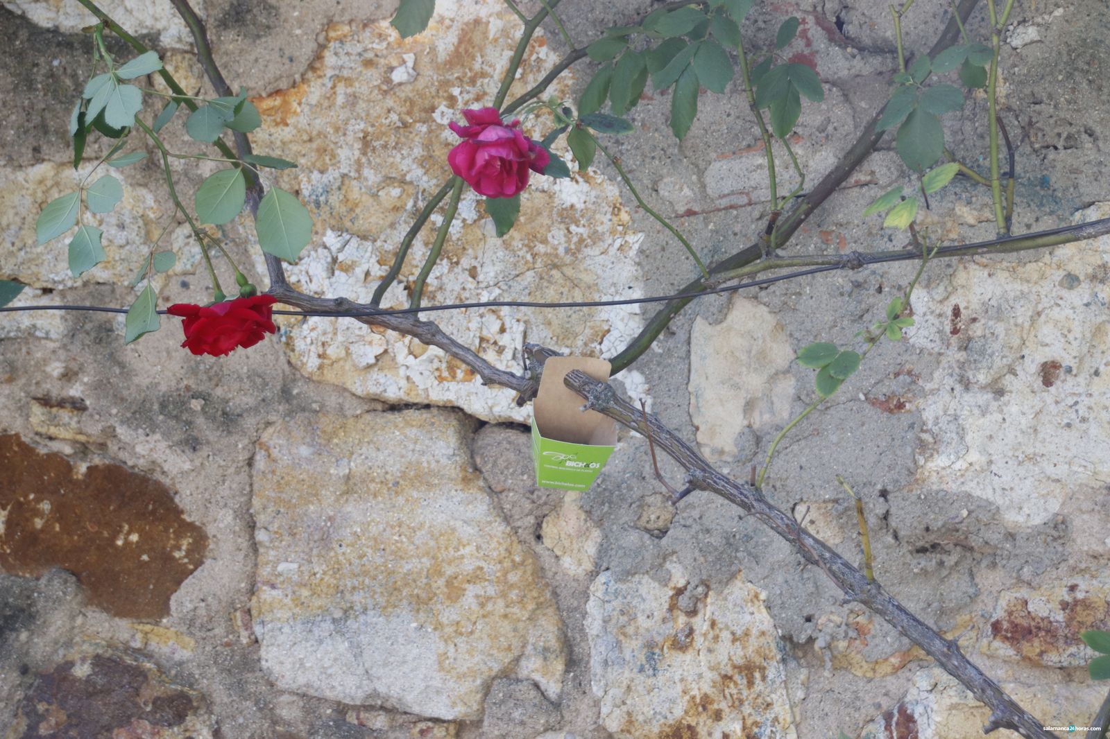 LUCHA CONTRA PLAGAS EN EL PARQUE JESUITAS