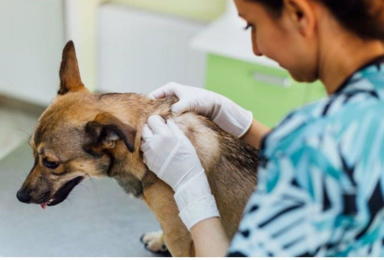 Perro en el veterinario. Foto EP