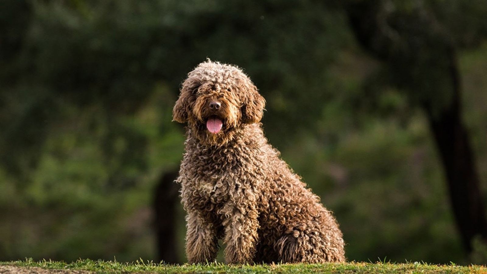El Perro de Agua Español vuelve a ser la raza española más demandada en España, según la RSCE. RSCE