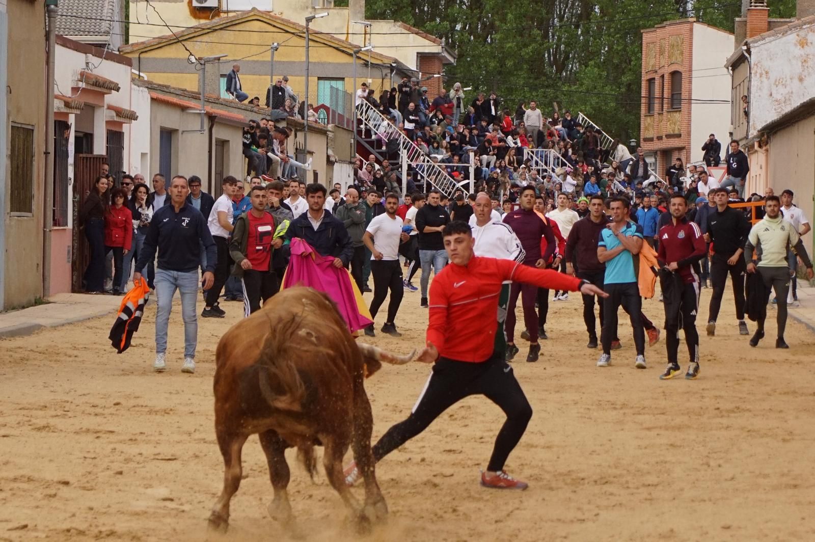 Villoria, toro del Voto