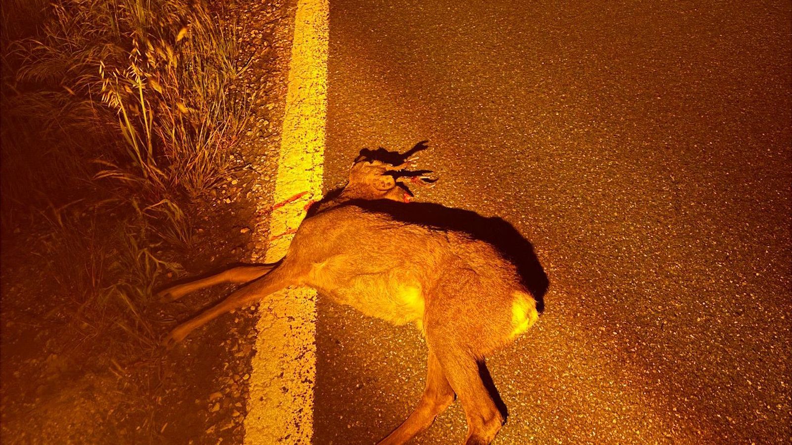 Corzo implicado en un accidente de tráfico en la N-620, en la comarca de Ciudad Rodrigo