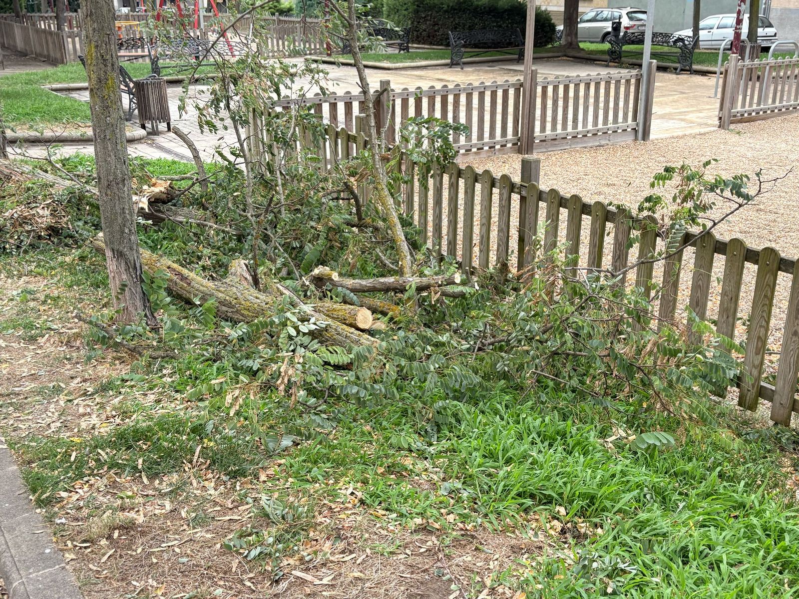 Un árbol cae tras las tormentas en Salamanca