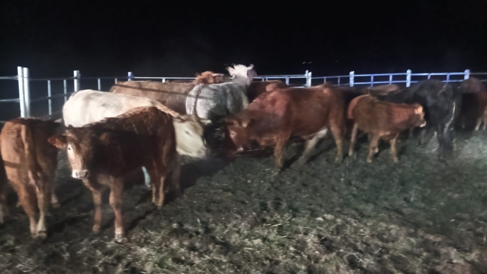 Vuelca un camión cargado de ganado en la SA-114 y deja varios animales muertos