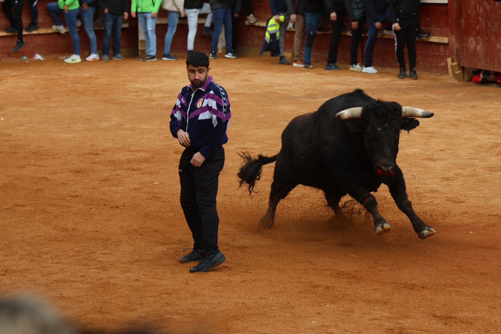 Mañana de capea de lunes en el Carnaval del Toro 2026