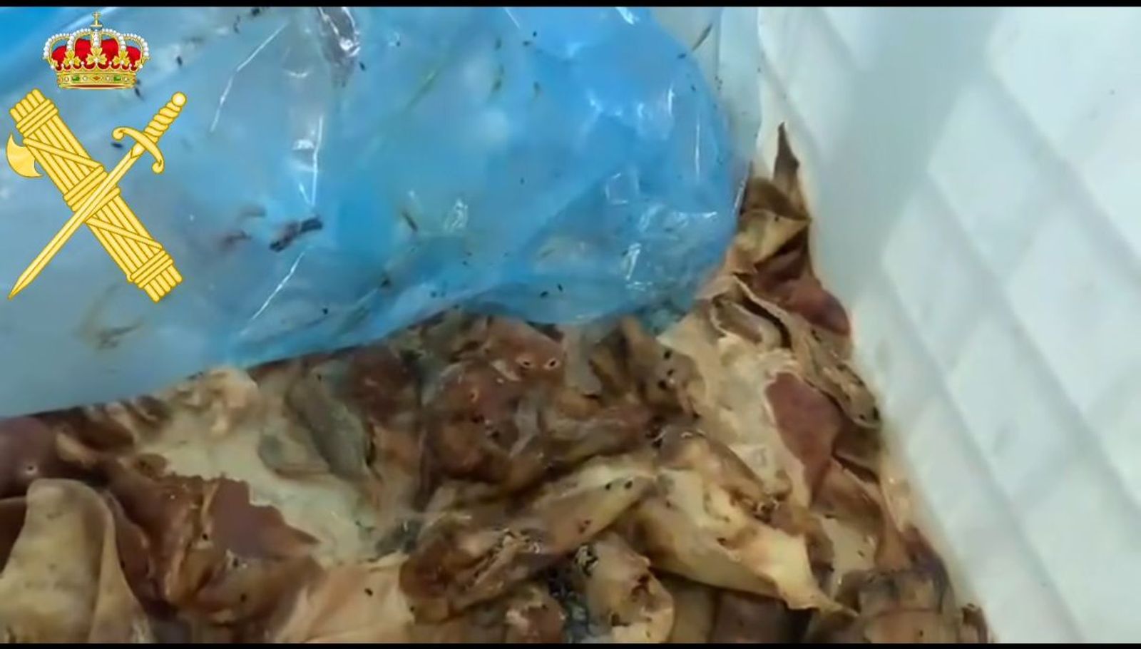 Hallan 9.000 kilos de carne en avanzado estado de putrefacción en una nave de Montejo