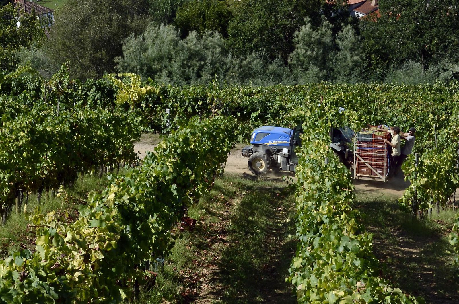 Vendimia y carga de uvas en contenedor en una de las viñas