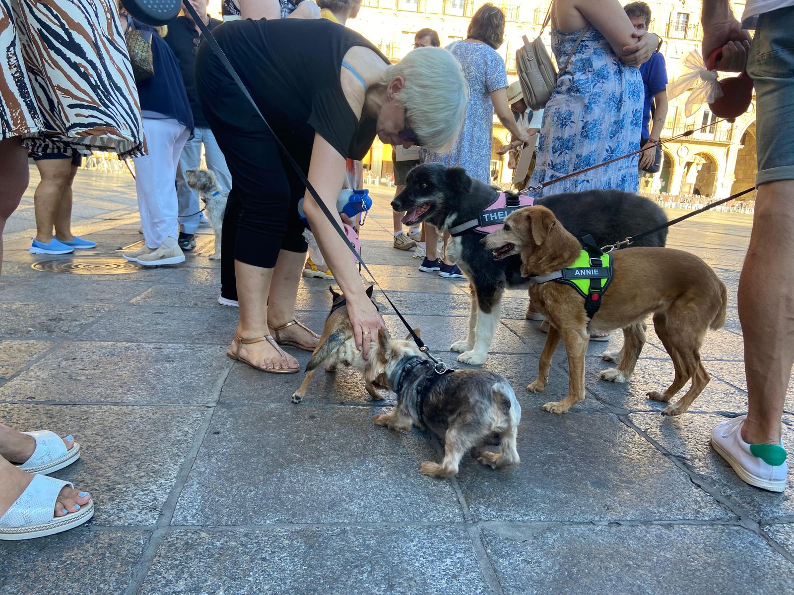 PACMA y varios vecinos se manifiestan en la Plaza Mayor tras los envenenamientos de animales en la Avenida Salamanca