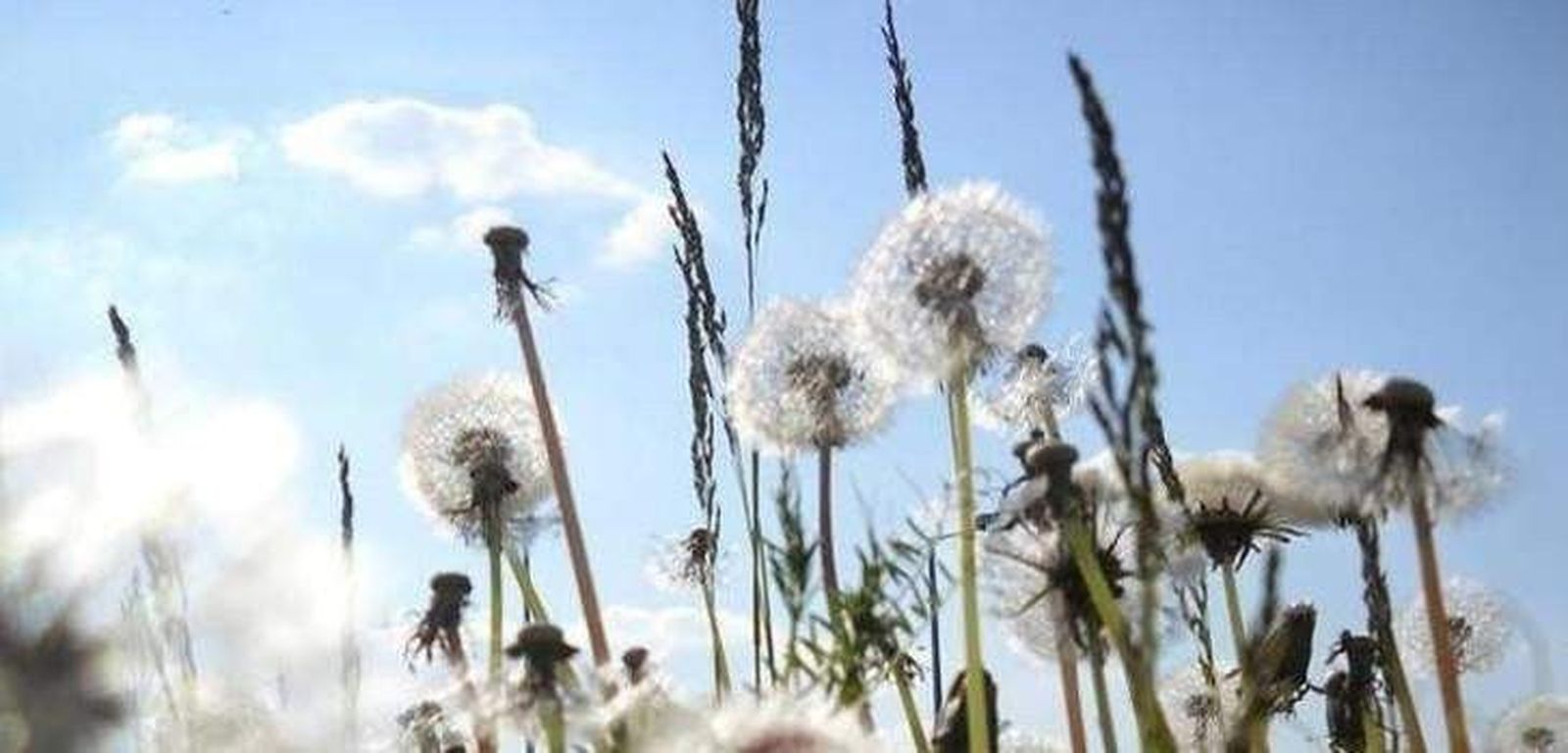 Nuevo pronóstico muestra cómo el polen puede cambiar el tiempo