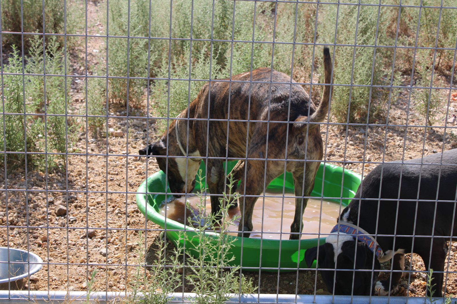 refugio-de-animales-del-ayuntamiento-de-salamanca-14