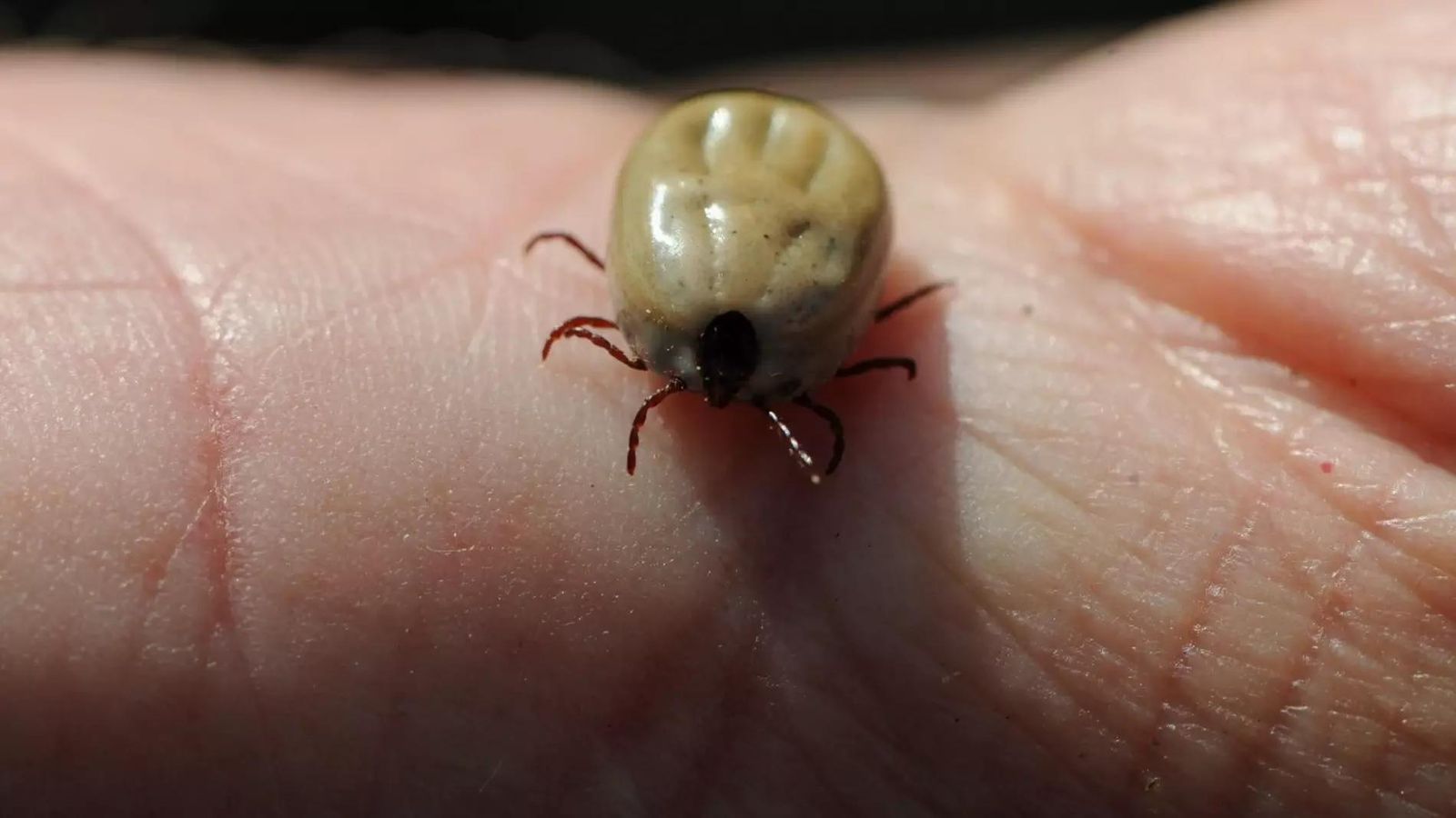 Alerta por el aumento “disparado” de las garrapatas en España: así debes protegerte | Europa Press