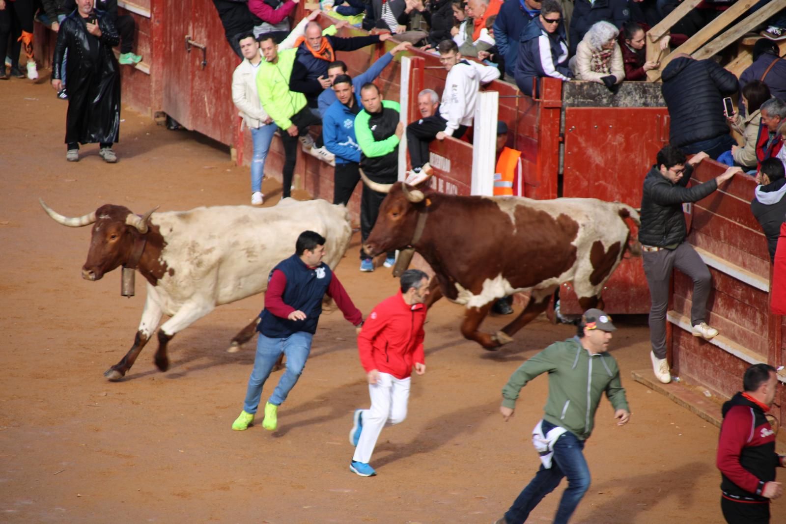 encierro-del-martes-de-carnaval-en-ciudad-rodrigo-31