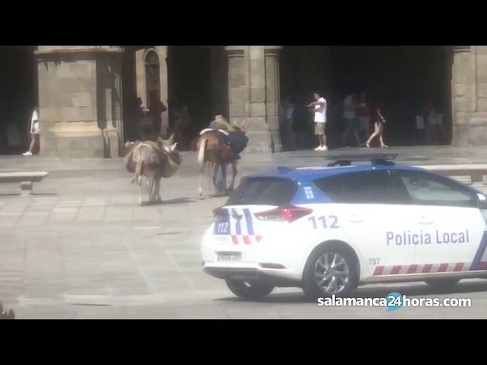 Un hombre pasea por la Plaza Mayor con una mula y un perro encima de un burro