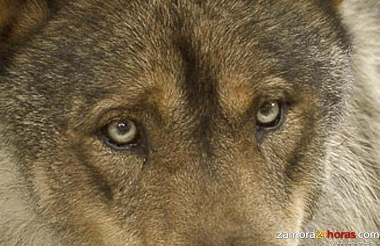Ciudadanos y Ganemos reclaman un plan provincial de apoyo a la ganadería y la conservación de la fauna silvestre