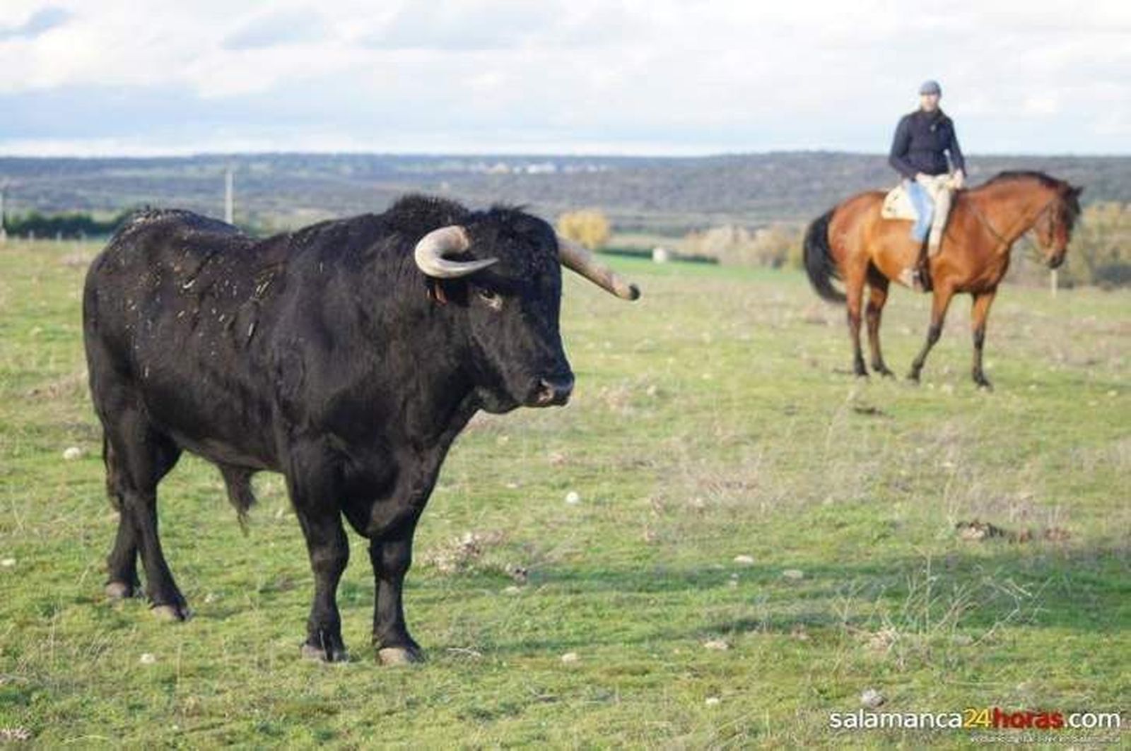 La Unión de Criadores del Toro de Lidia asegura que la propuesta de Los Verdes aprobada carece de fundamento legal