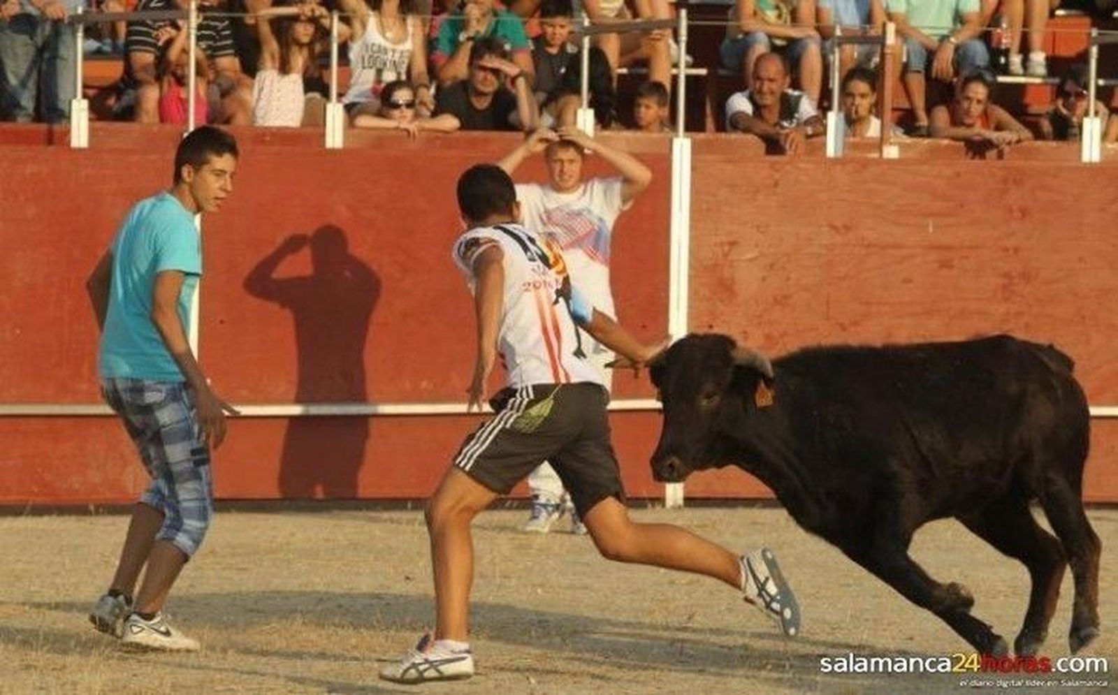 Las vaquillas animan la fiesta el día de la Virgen