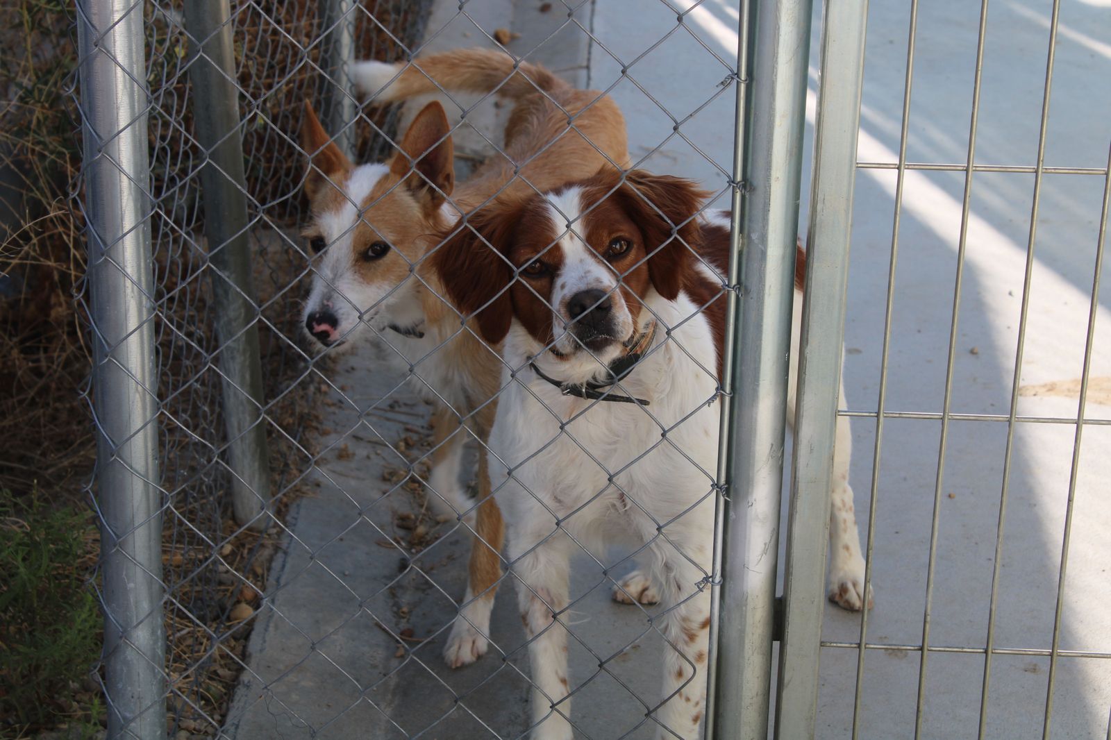 Refugio de animales del Ayuntamiento de Salamanca (2)