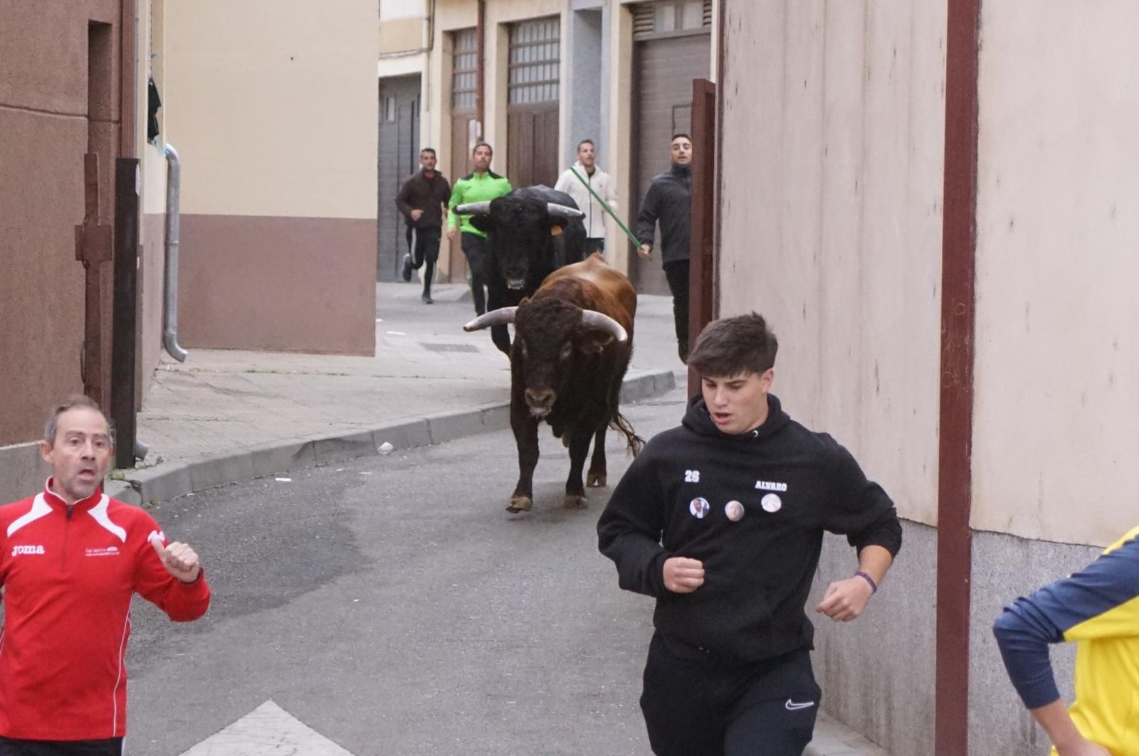 Alba de Tormes celebra un encierro, capea y encierro de minibueyes