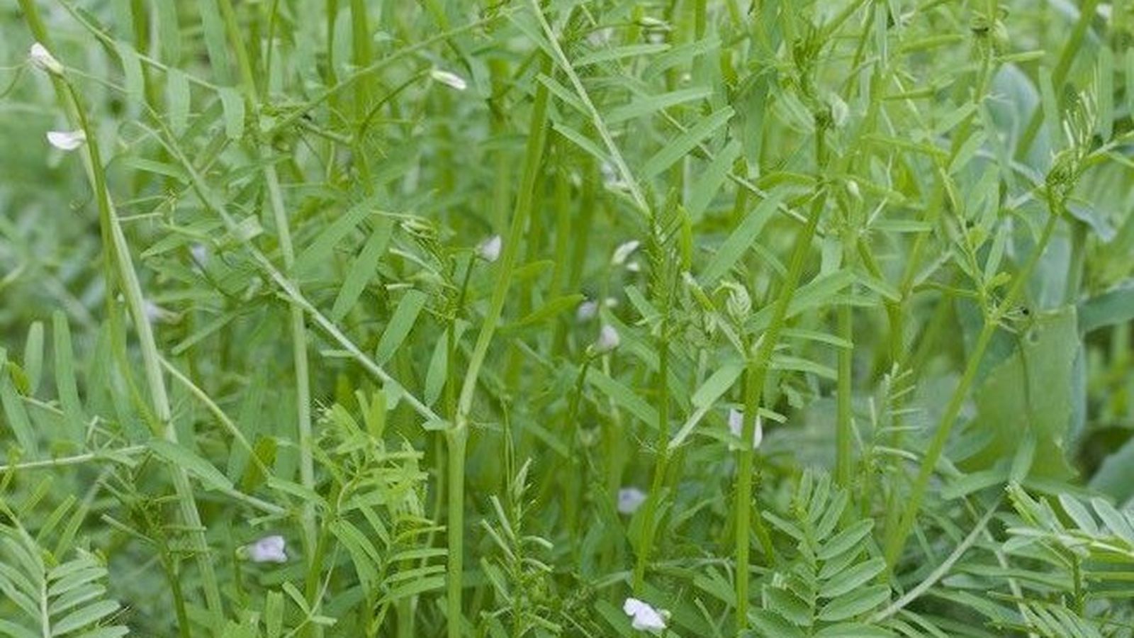 algarroba Vicia articulata