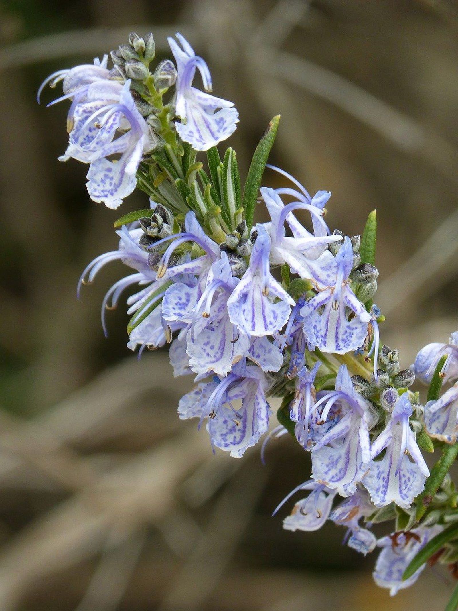 Romero, aroma exquisito y propiedades muy saludables