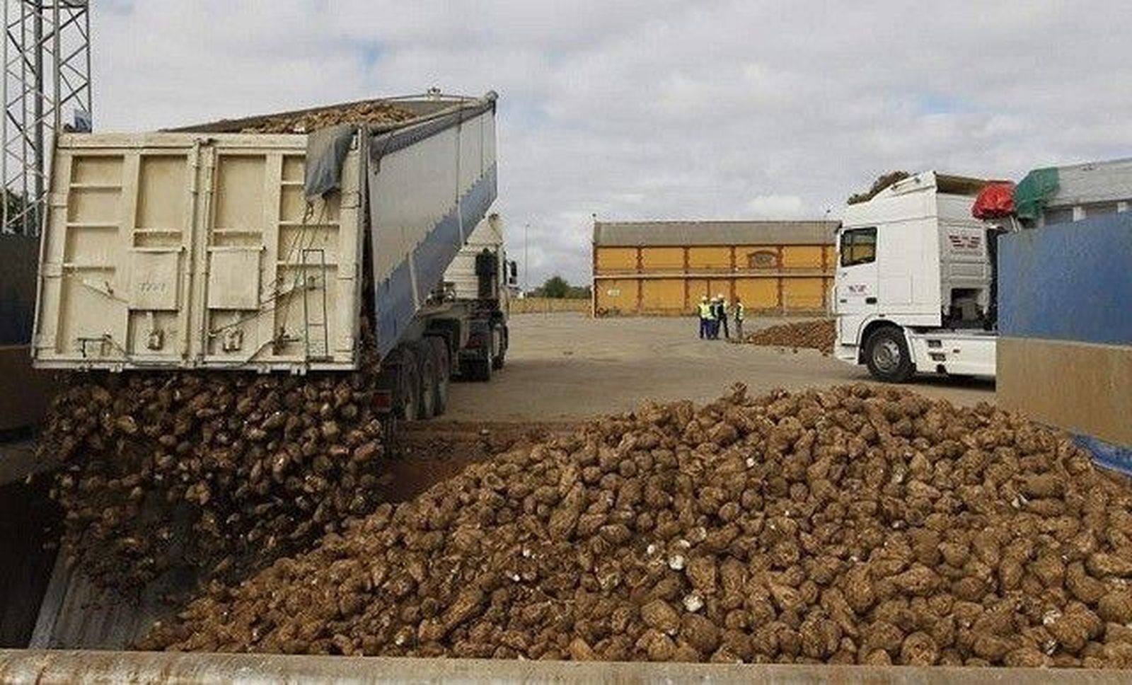Asaja exige a la industria azucarera que mejore el precio pagado al agricultor