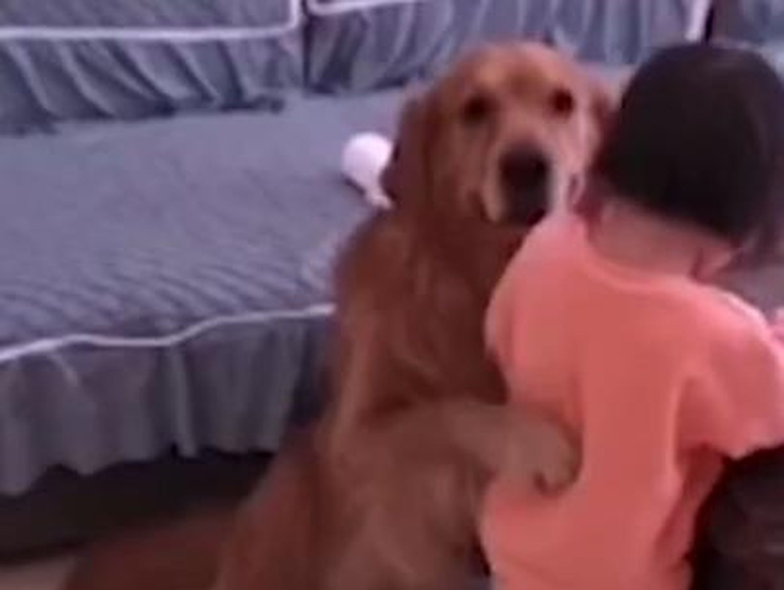 Perro defiende niña