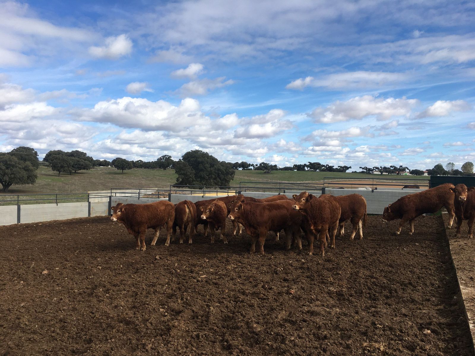 CENTRO TESTAJE LIMUSIN (4)