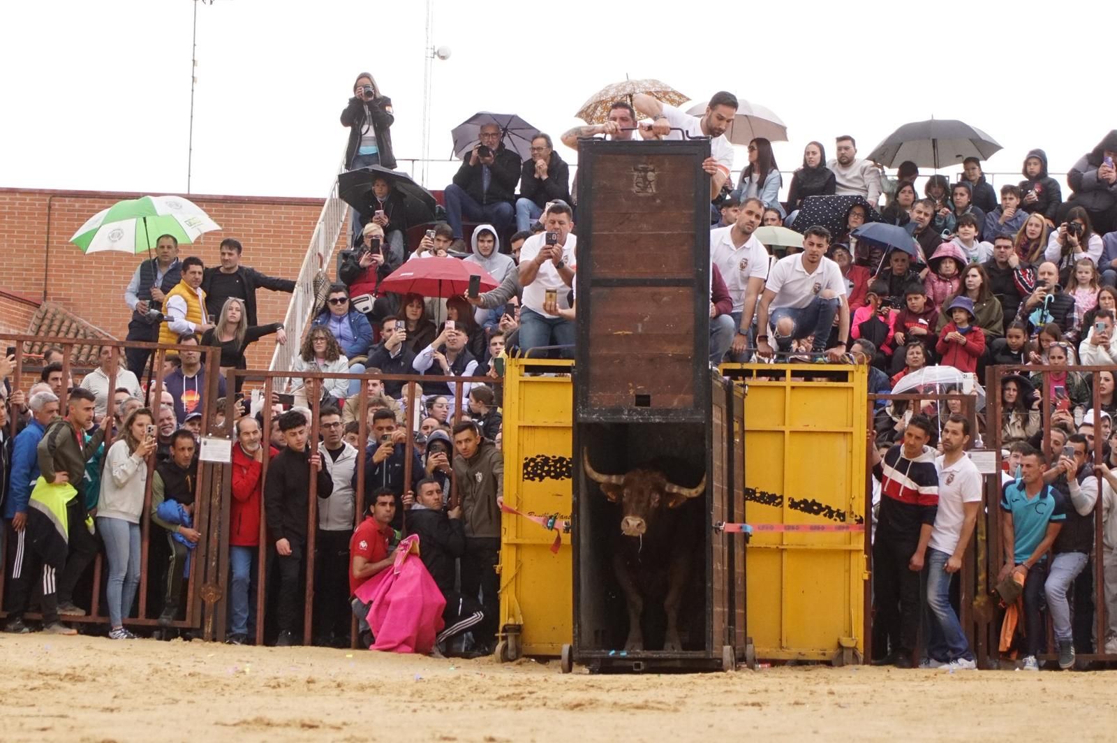 Villoria, toro del Voto