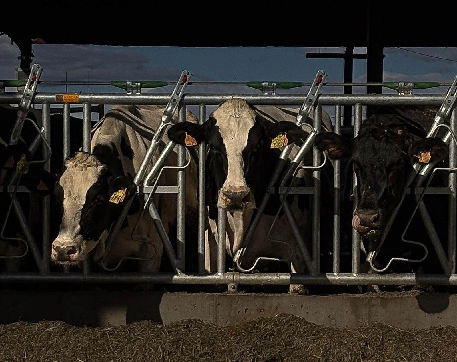 Varias vacas en una explotación ganadera